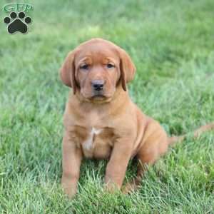 Daisy, Fox Red Labrador Retriever Puppy